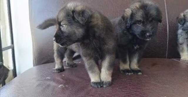Alsatian puppies for sale, pure breed, 100% healthy photo 1