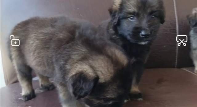 Alsatian puppies for sale, pure breed, 100% healthy photo 2